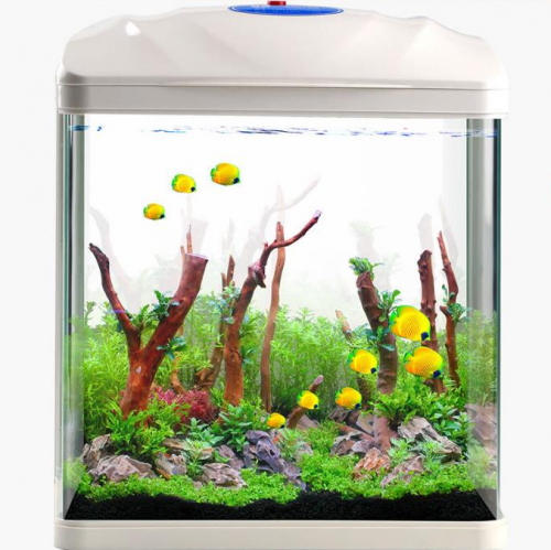small fish tank