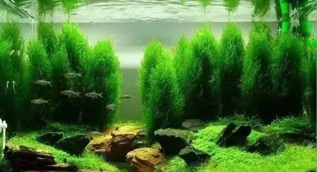 Aquarium Landscaping 02
