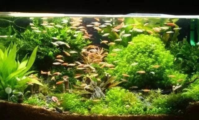 Aquarium Landscaping 03