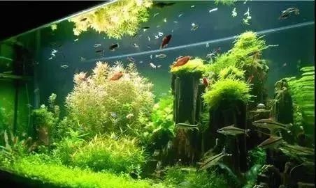 Aquarium Landscaping 05
