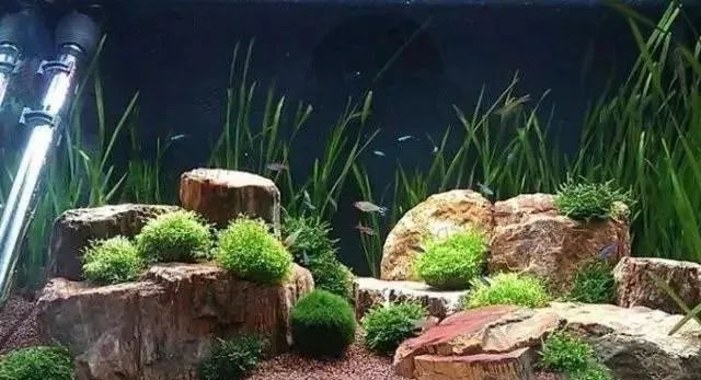 Aquarium Landscaping 06