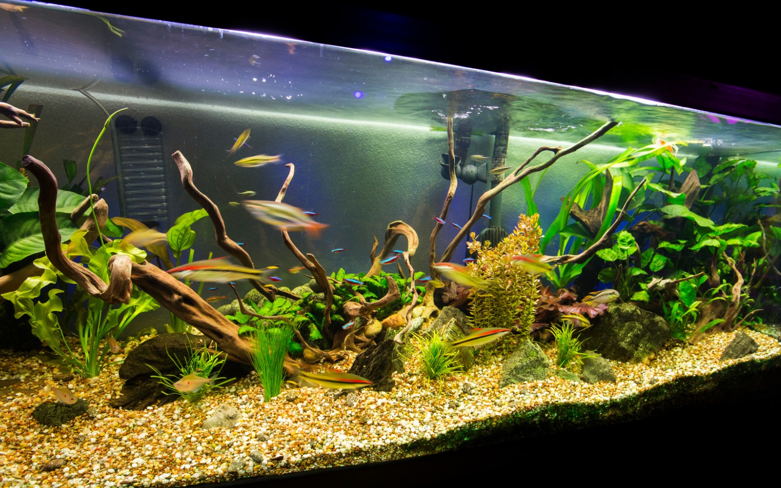 aquarium filter