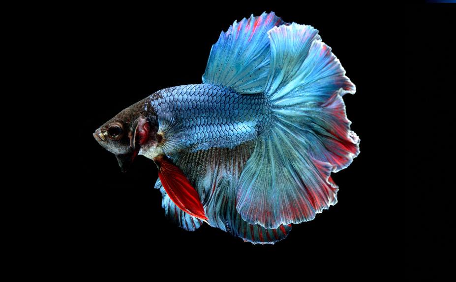 Betta fish 01