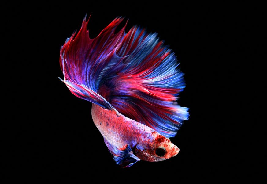 Betta fish 02