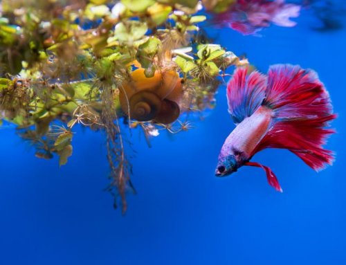 Will Thai Betta Fish Die If The Water Temperature Exceeds 30 Degrees?