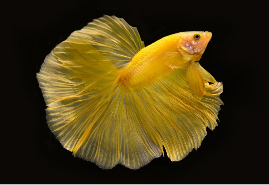 Betta fish 04