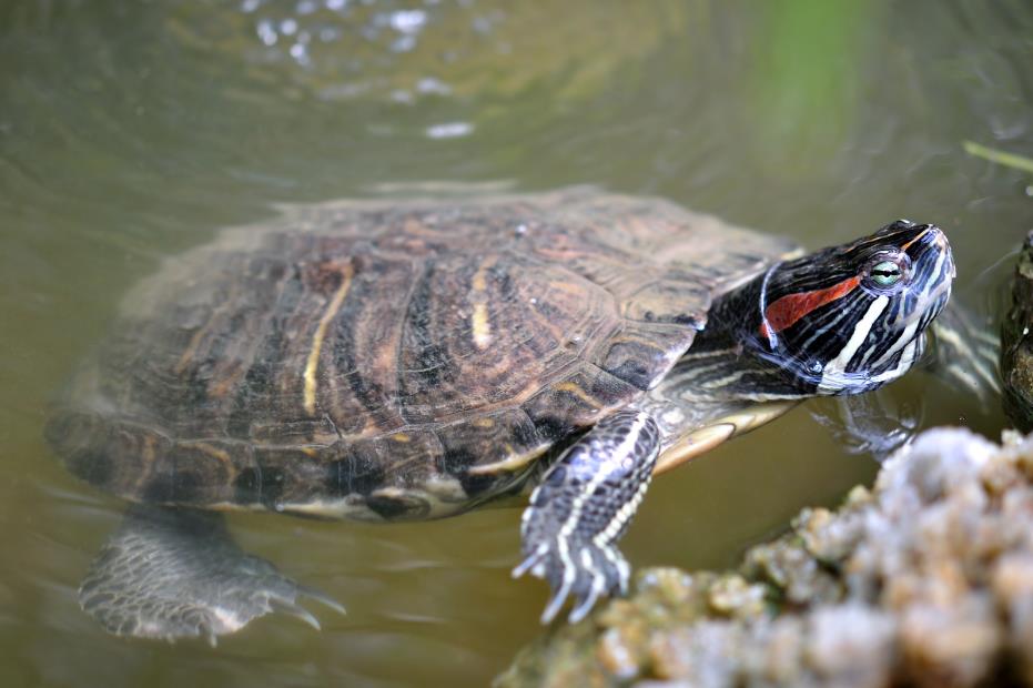 Brazilian turtles