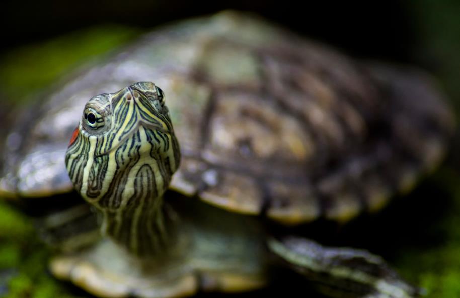 Brazilian turtles